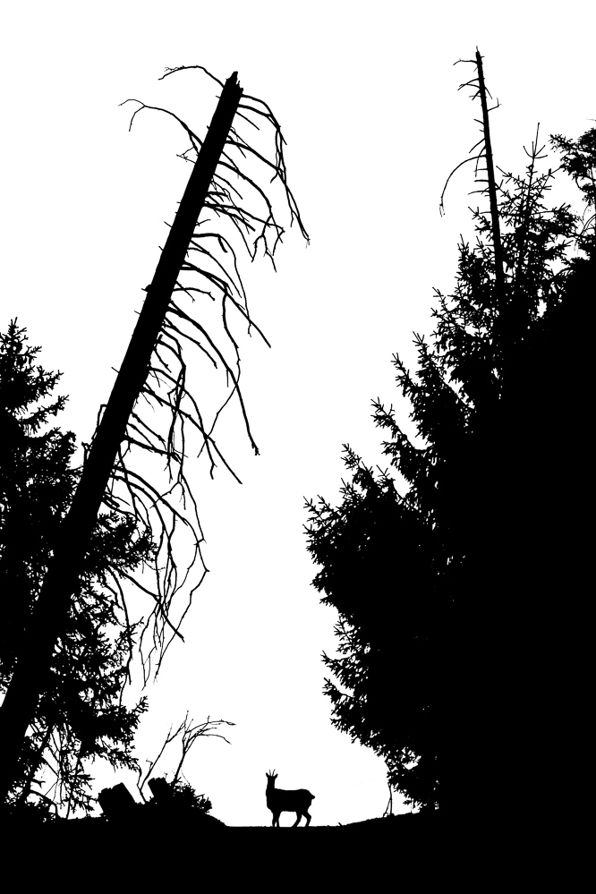 2010 - 006 - Gegenlicht