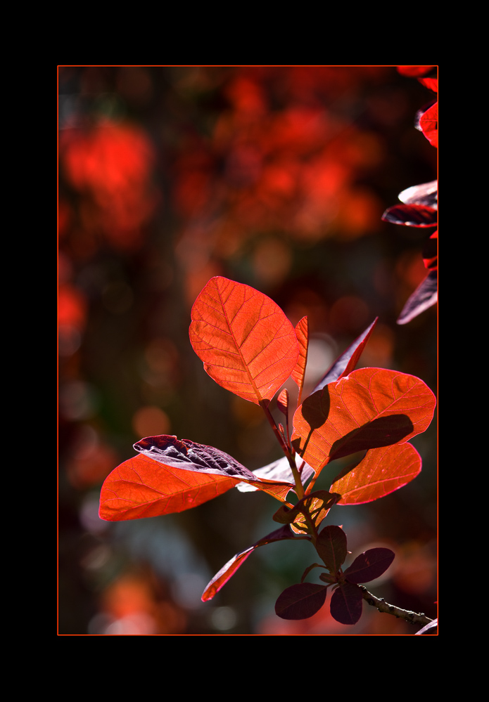 2010 - 009 - Rotes Blatt