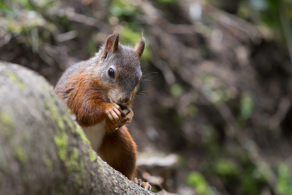 2010 - 020 - Eichhörnchen