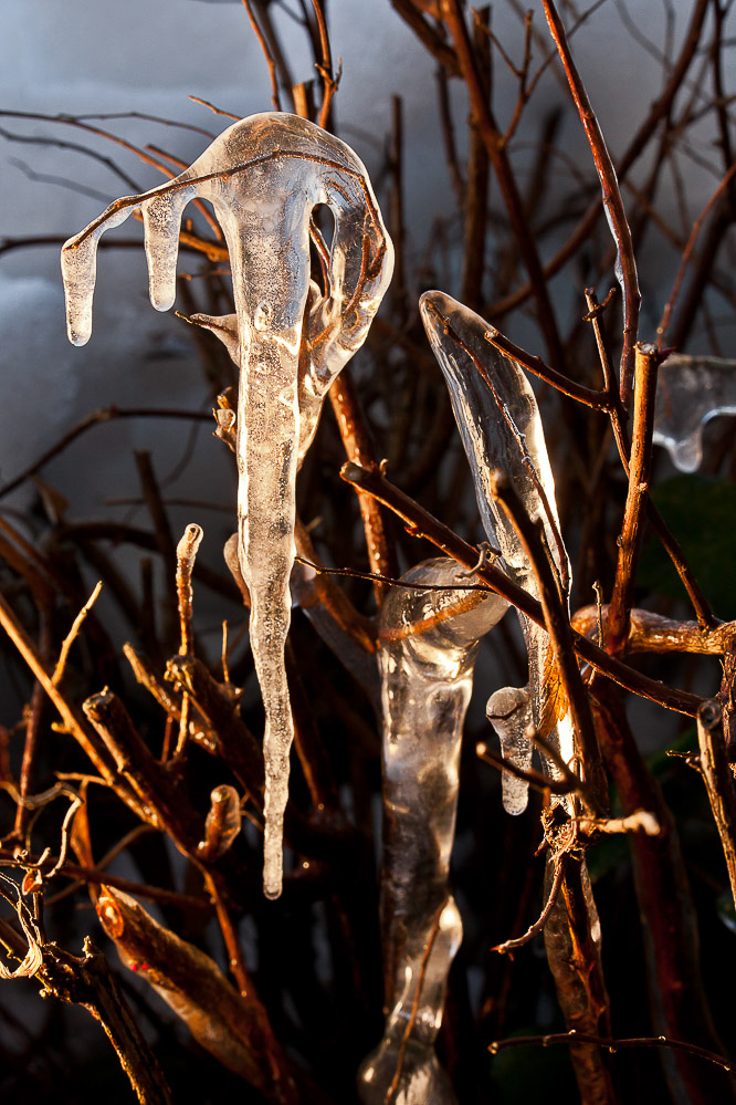 001_-_Gefroren_-_Garten_27.12.2011