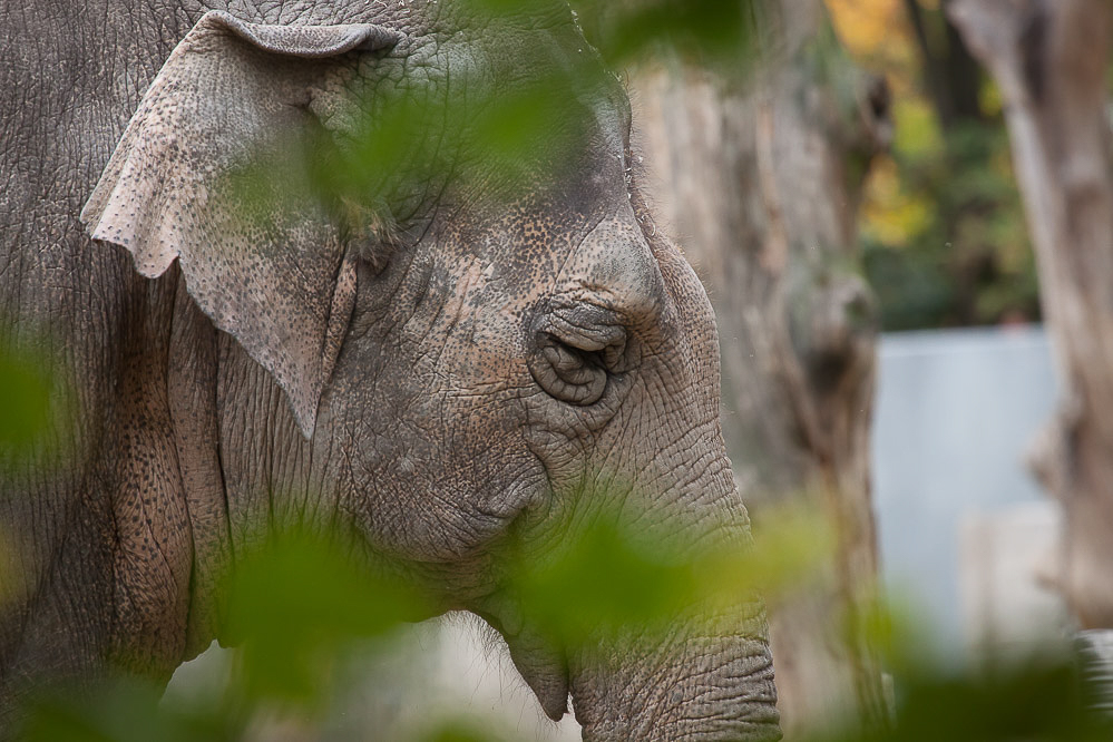 019_-_Traurig_-_Zoo_Z_rich_12.10.2011