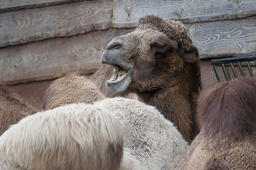 020_-_Huuuunger_-_Zoo_Z_rich_12.10.2011
