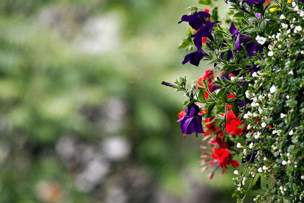 043_-_Blumen_-_Zuhause_25.06.2011