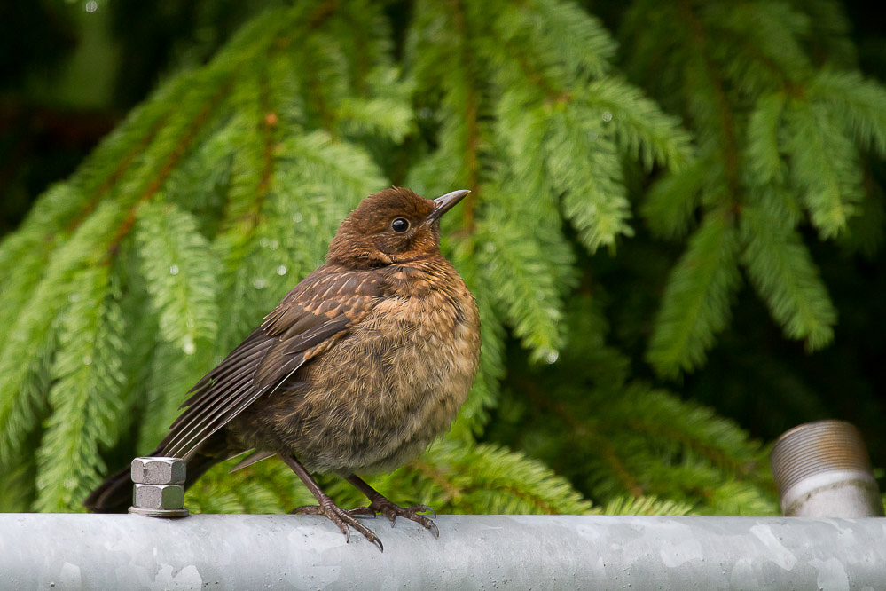 050_-_Junge_Amsel_-_Zuhause_15.05.2011