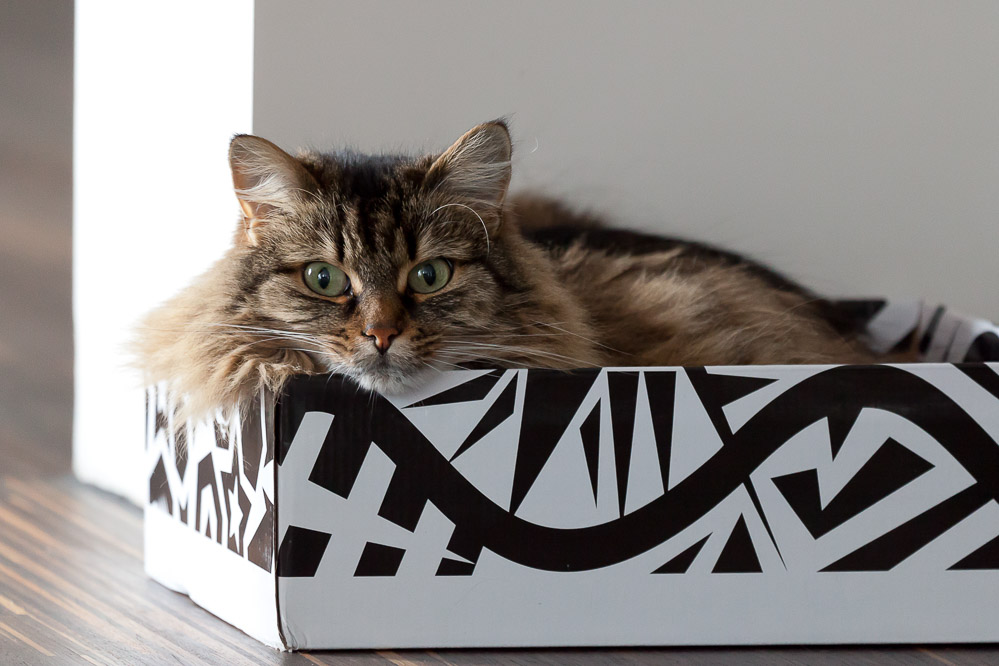 024 - Schachtelkatze - Murg 22.07.2012