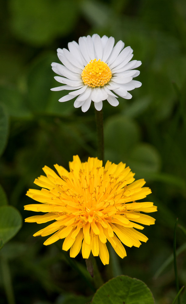 033 - Blumen - Im Grünen 28.04.2012