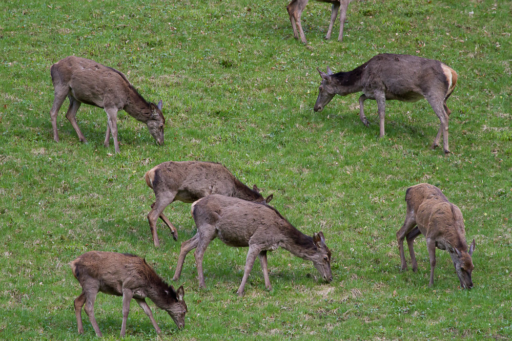 036 - Saftiges Gras - Haslen 22.04.2102