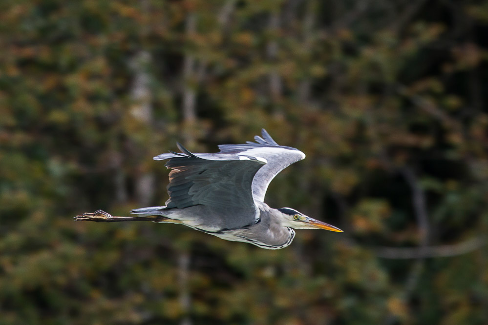 017 - Graureiher - Linthkanal 12.10.2013