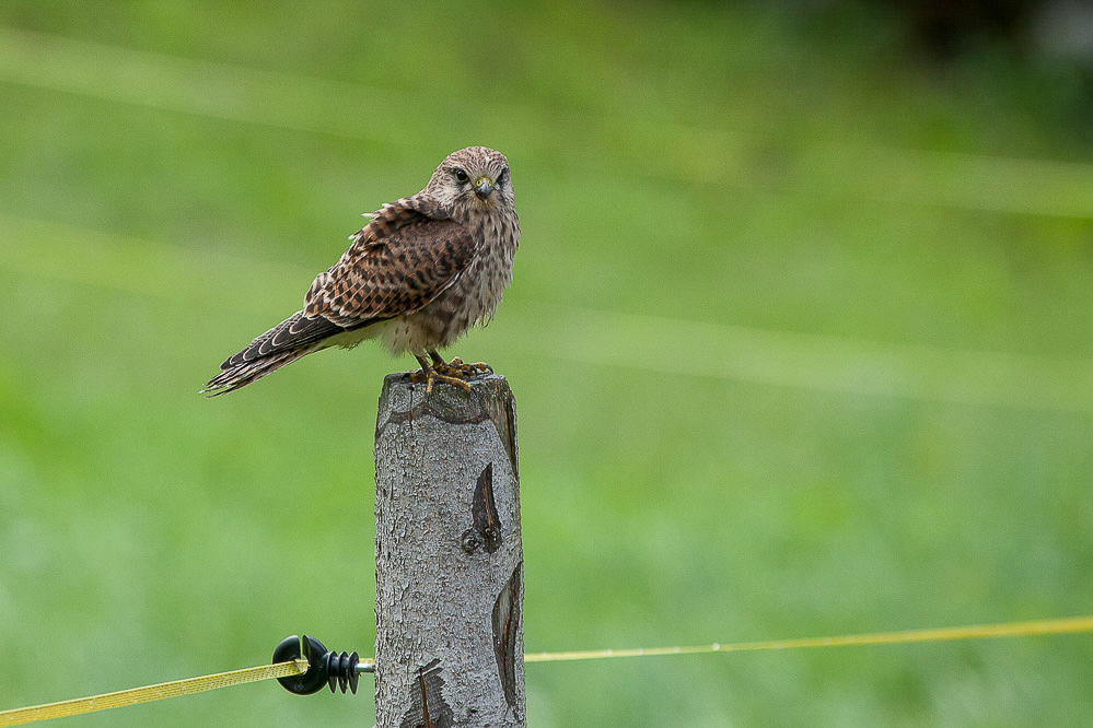 023_-_Turmfalke_-_Linthal_04.08.2014