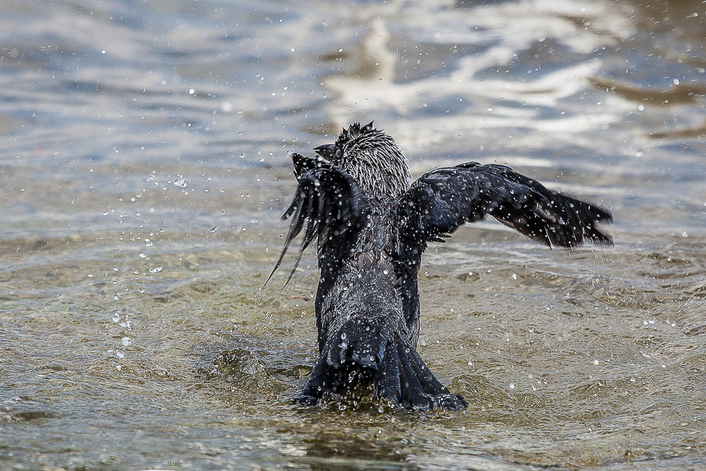 033_-_Koerperpflege_-_Dohle_im_Vierwaldstaettersee_31.05.2014