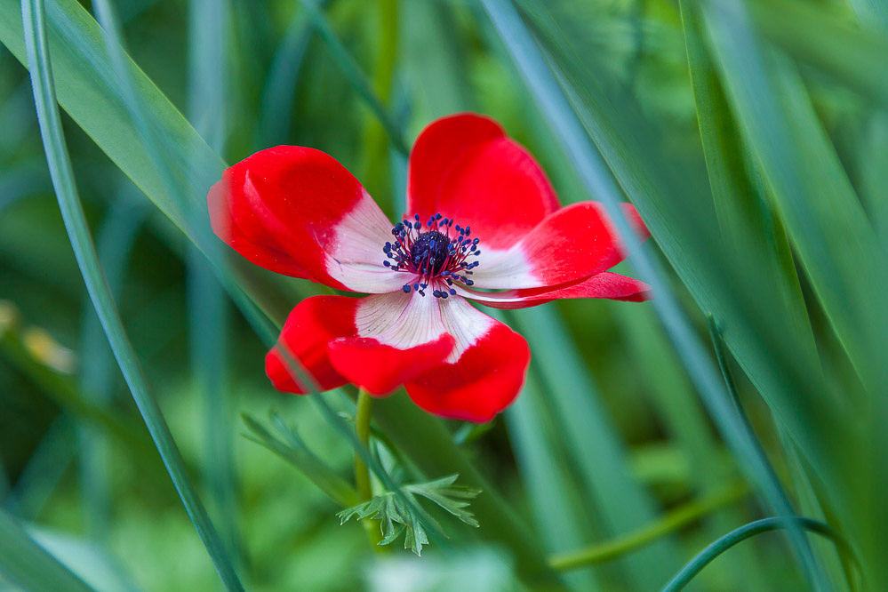 038_-_Rot_-_Mollis_04.05.2014