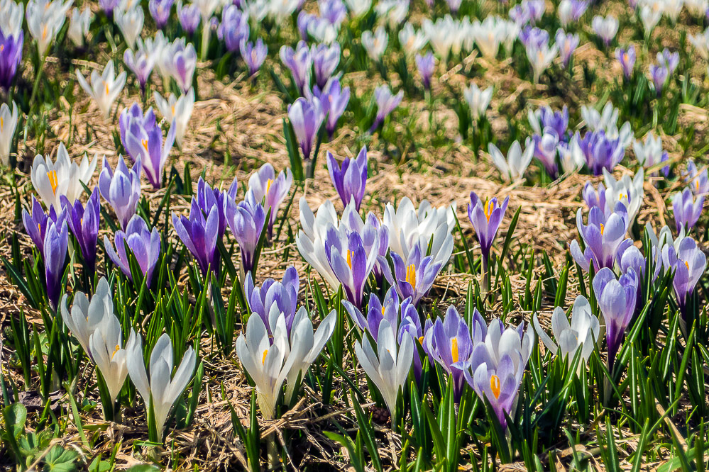 039_-_Krokus_-_Braunwald_26.04.2014