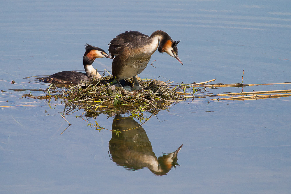040_-_Nestwaerme_-_Haubentaucher_Kaltbrunner_Riet_20.04.2014