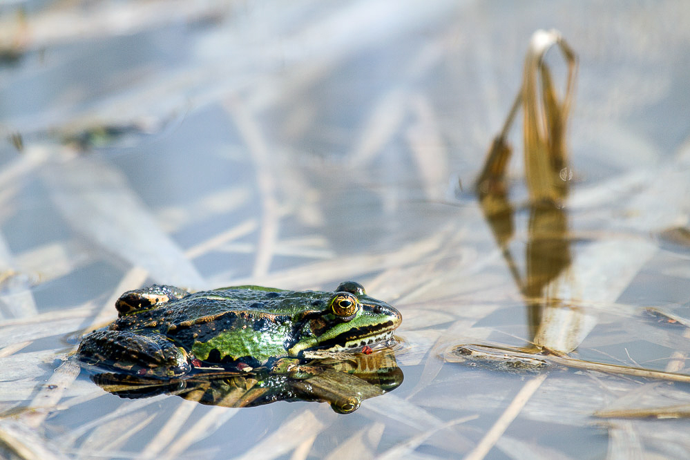 042_-_Spiegelung_-_Grasfrosch_Kaltbrunner_Riet_06.04.2014