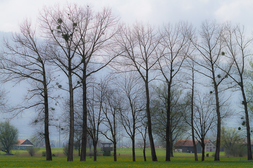 043_-_Landschaft_-_Kaltbrunner_Riet_06.04.2014