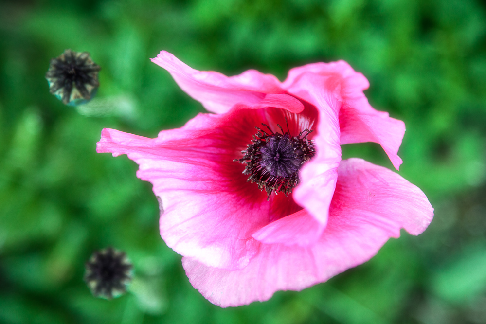 017 - Mohn