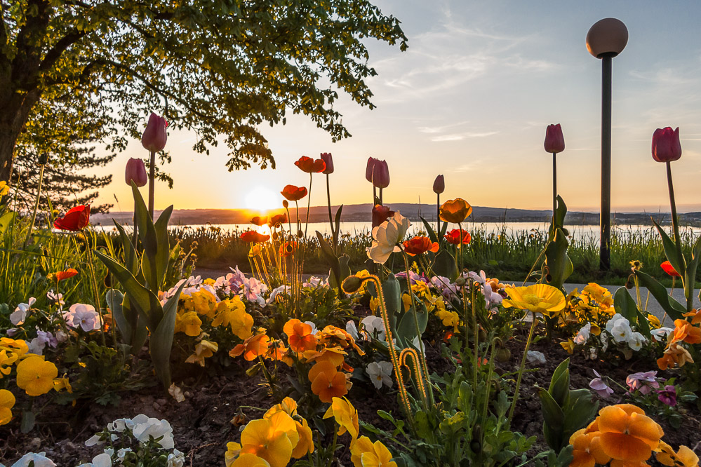 2017-003 Blumen