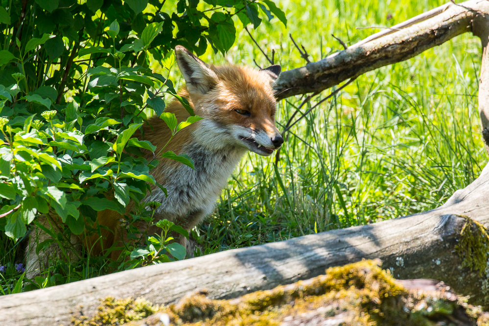 006 - Fuchs