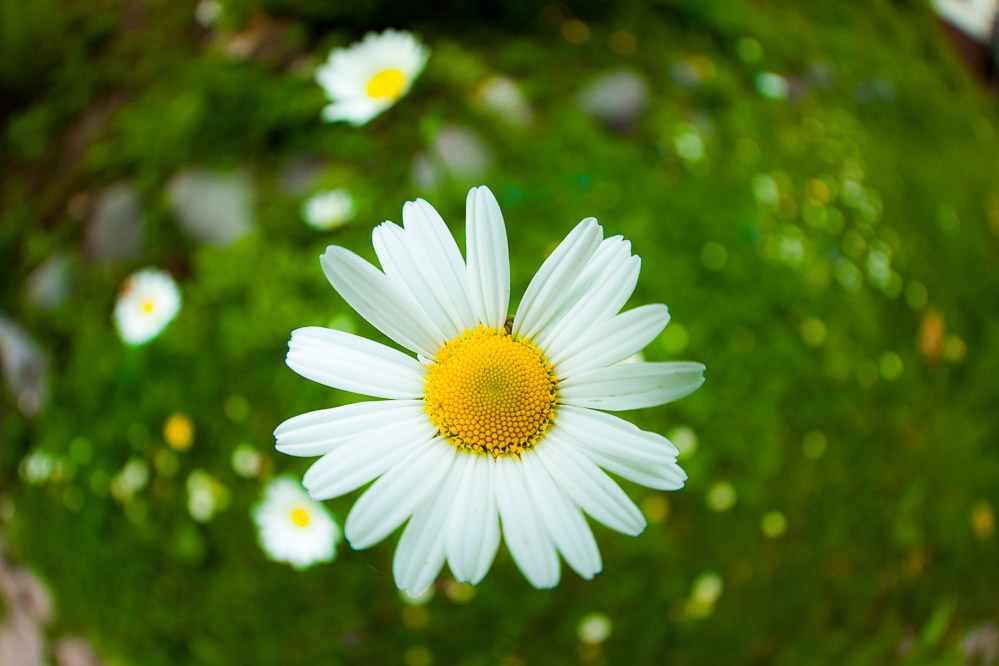020 Blume