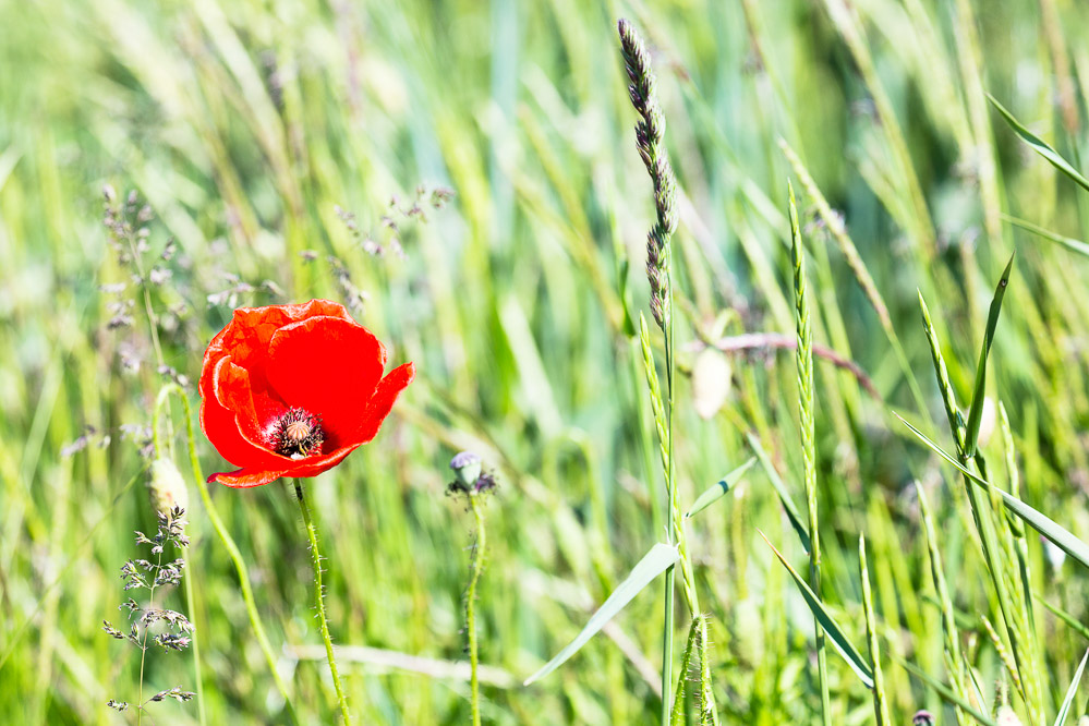 026 Mohn