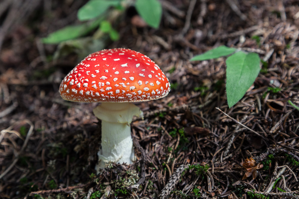 043 Fliegenpilz