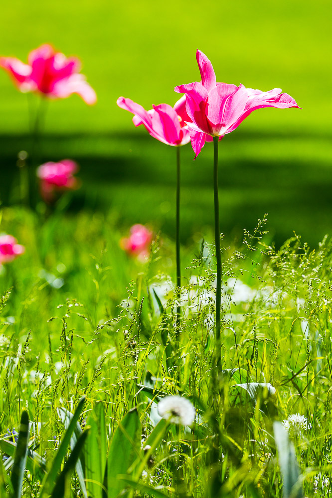 2020-24 Frühling