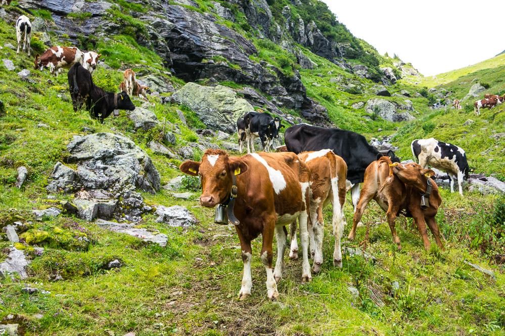 2020-41 Alpsommer