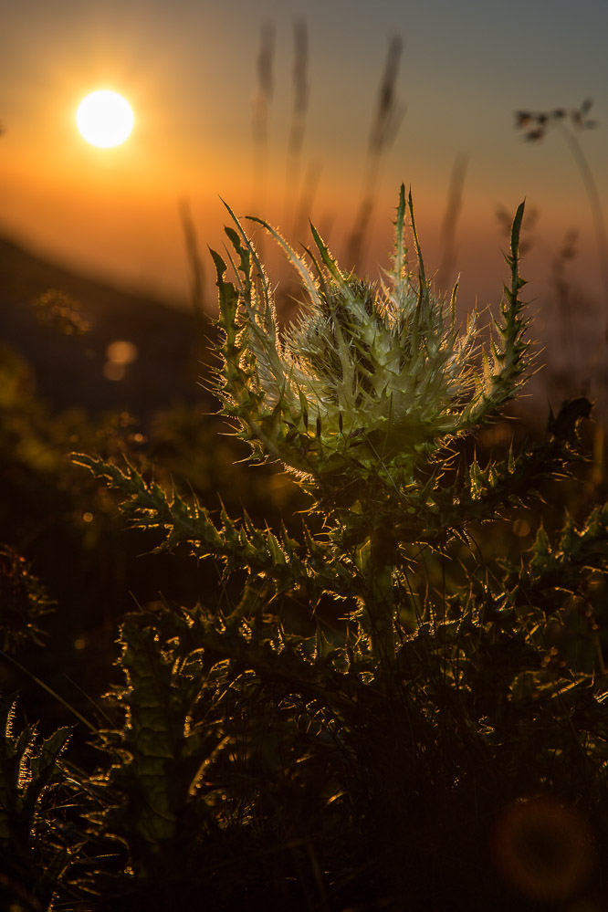 2020-49 Sonnendistel
