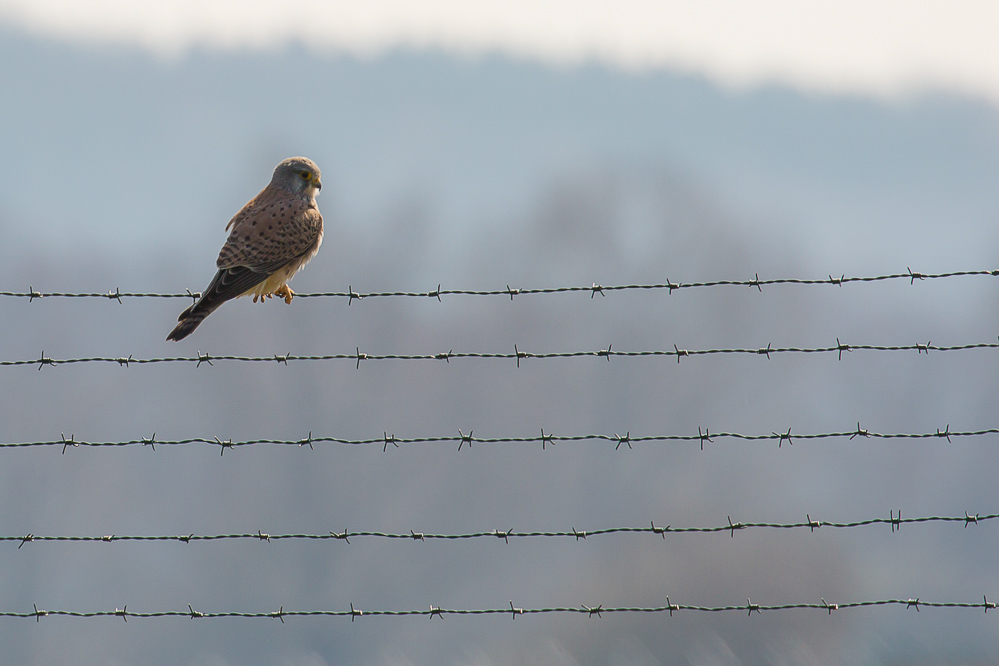 2016_001_Turmfalke