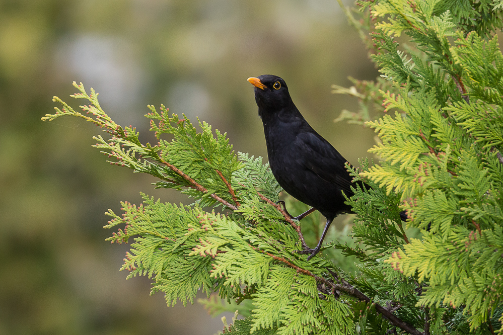 2016_010_Neugierige Amsel