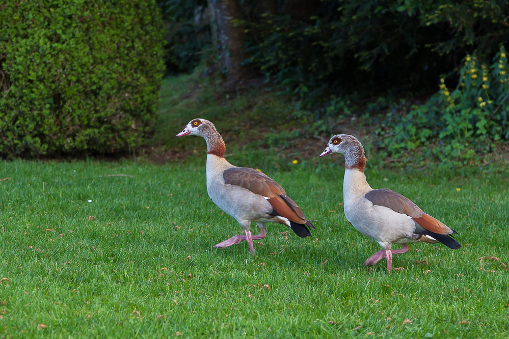 2016_014_Nilgänse