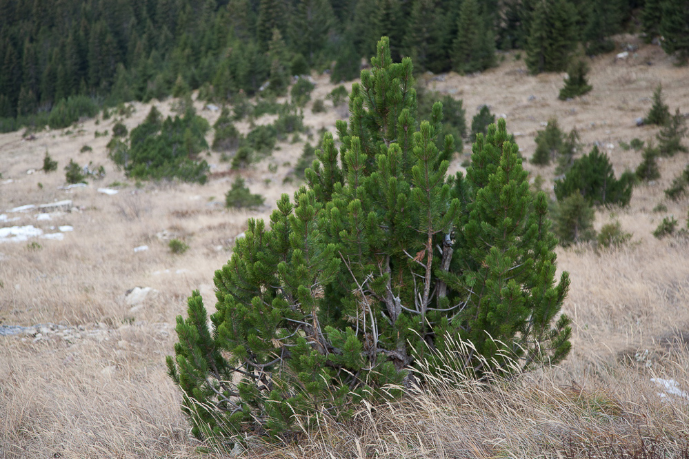 Aeugsten - 003 - Grün
