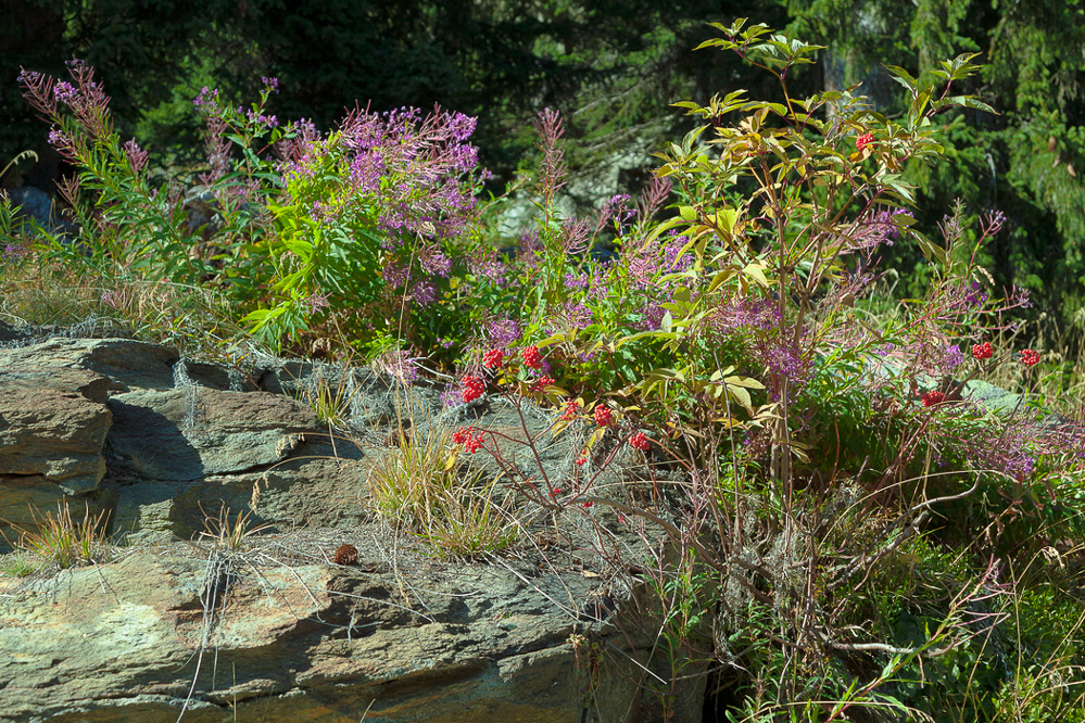 aletsch_032 - Flora