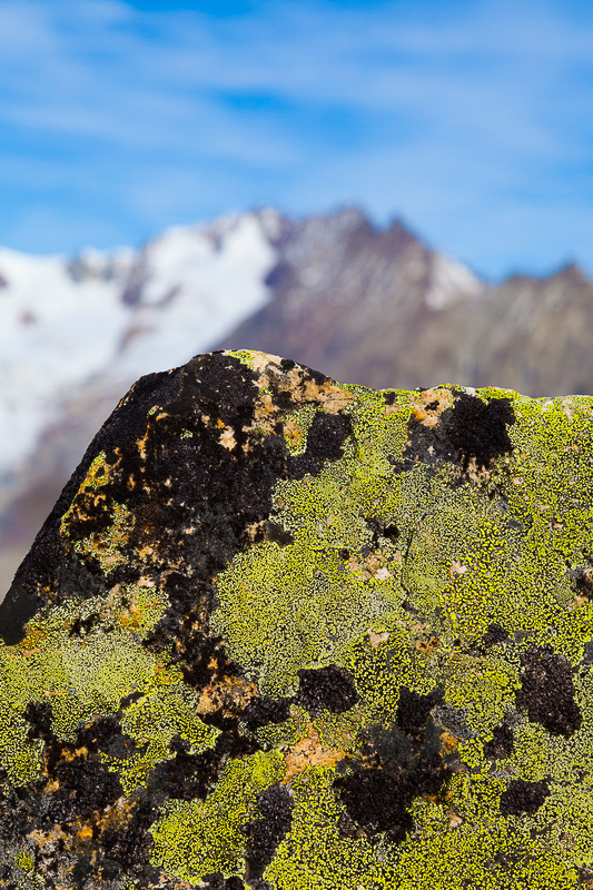 aletsch_058 - Flechten