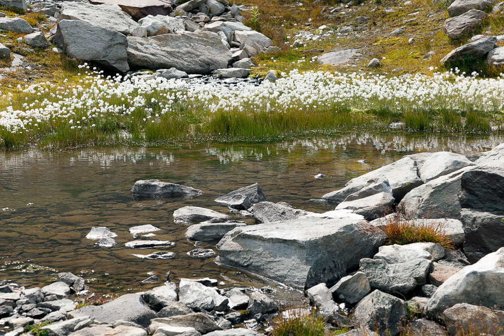 aletsch_096 - Wollgras