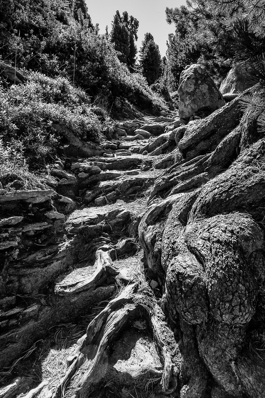 aletsch_134 - Wurzelwanderweg