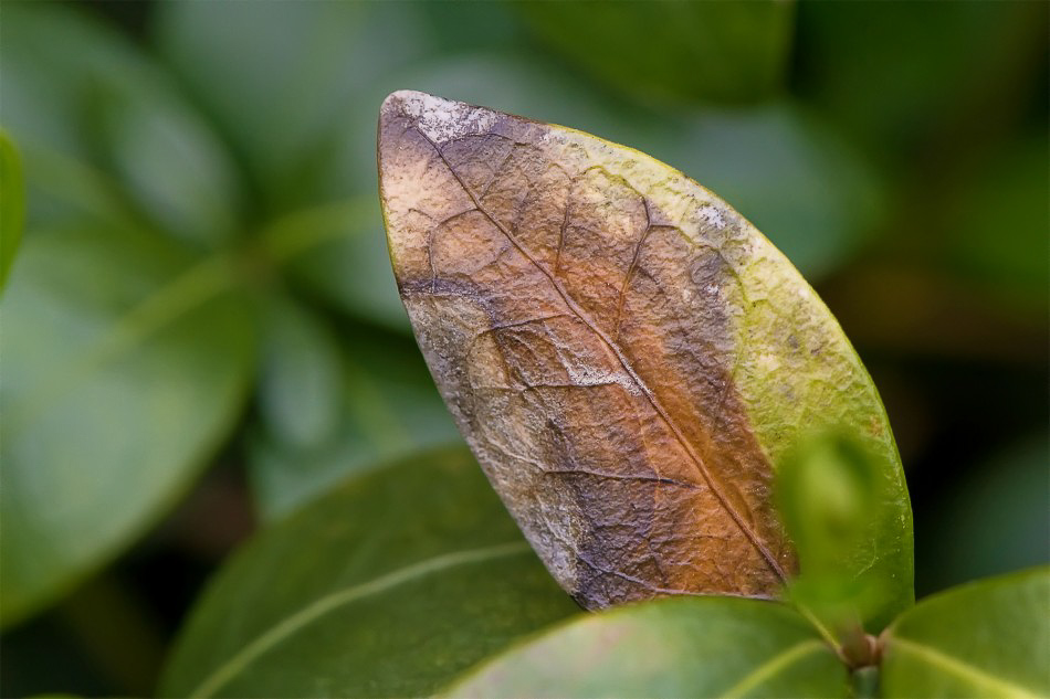 Allerlei - 003 - Blatt