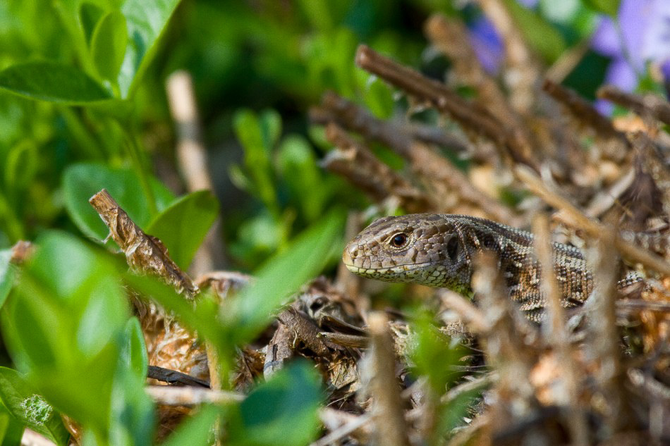 Allerlei - 008 - Gartenreptil