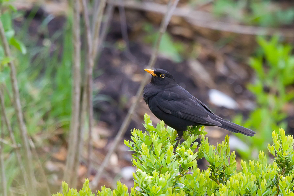 Allerlei - 027 - Amsel