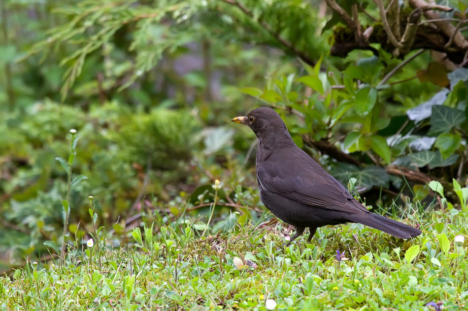 Allerlei - 028 - Noch eine Amsel