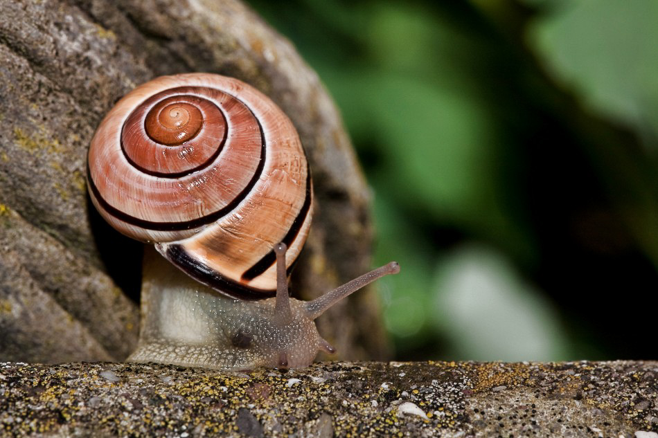 Allerlei - 031 - Schnecke