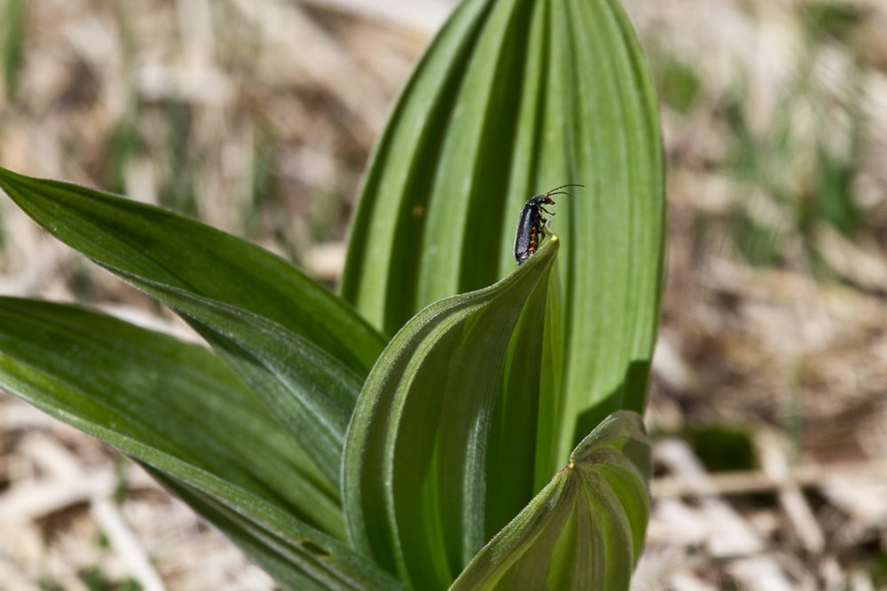 aueren_007 Käfer