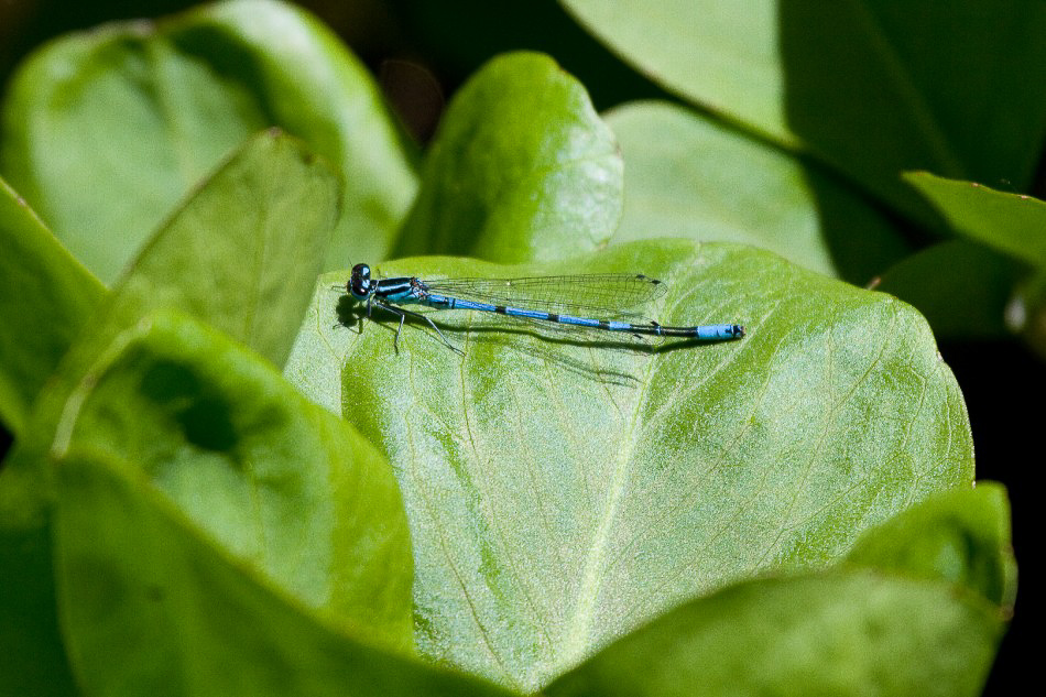 Biotop 007 - Blaue Libelle