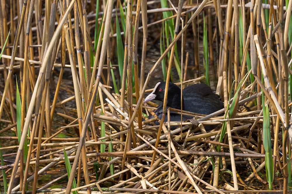 riet_001