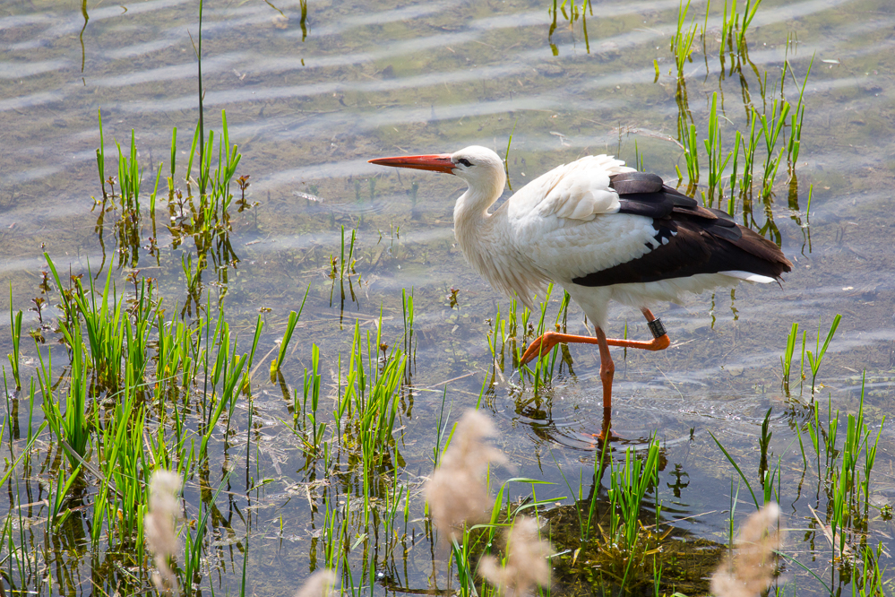 riet_007