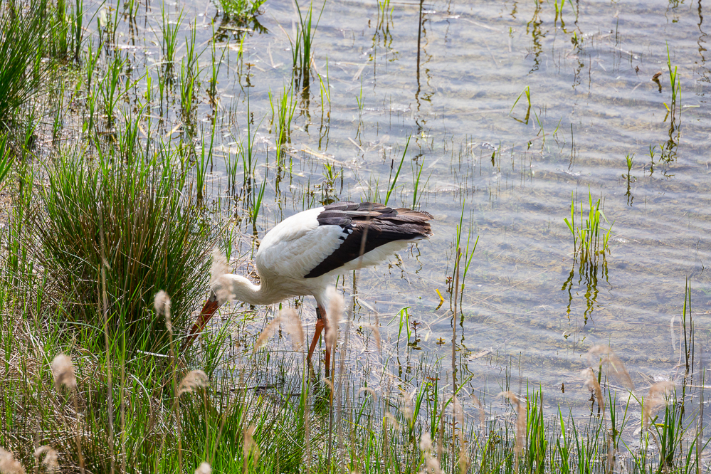 riet_008