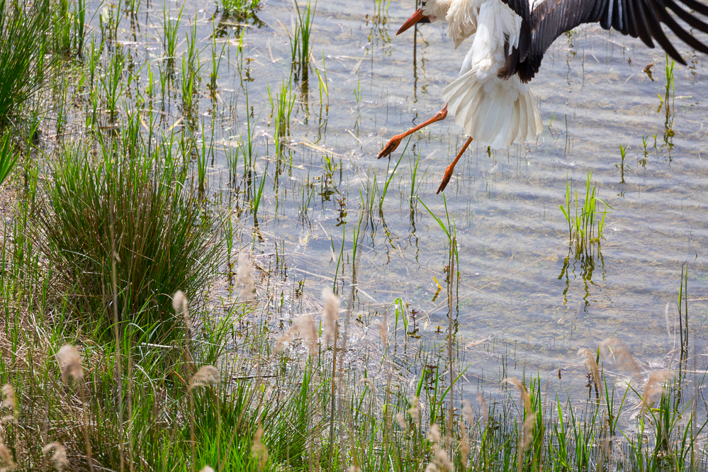 riet_009