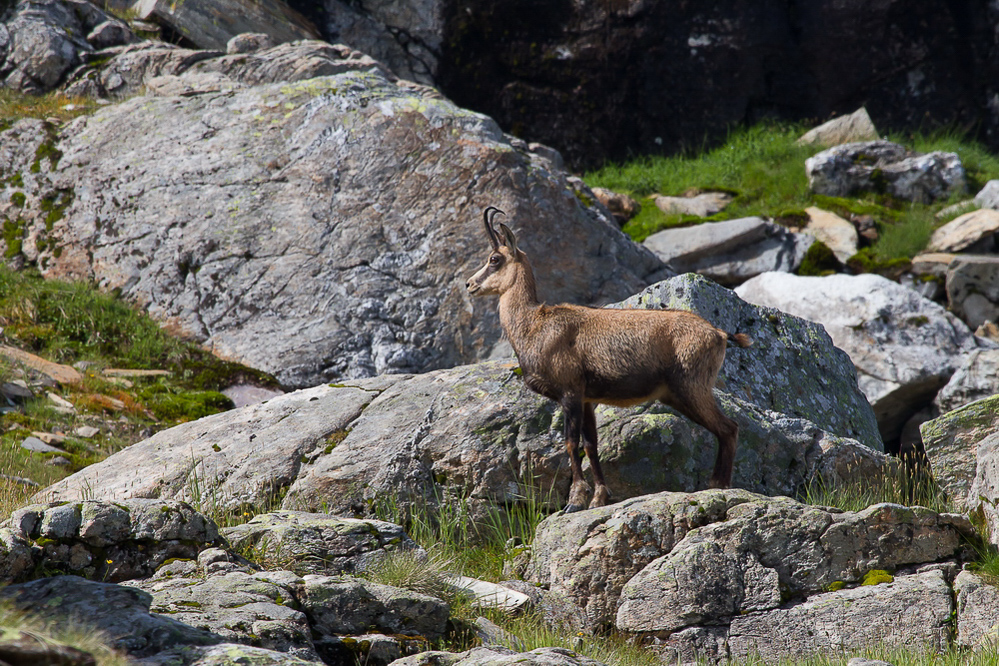 Charenstock - 008 - Pose