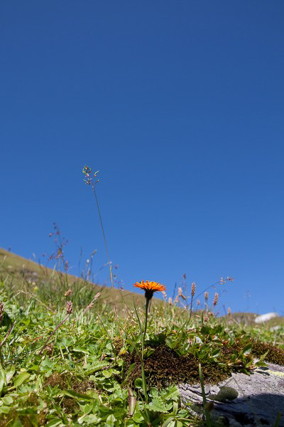 Chrauchtal - 027 - Blume