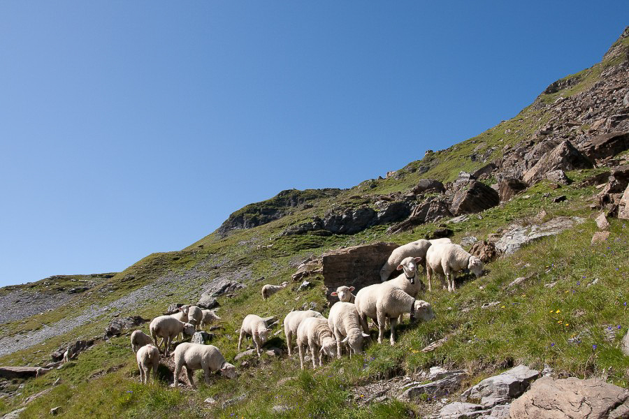 Chrauchtal - 037 - Alpweide